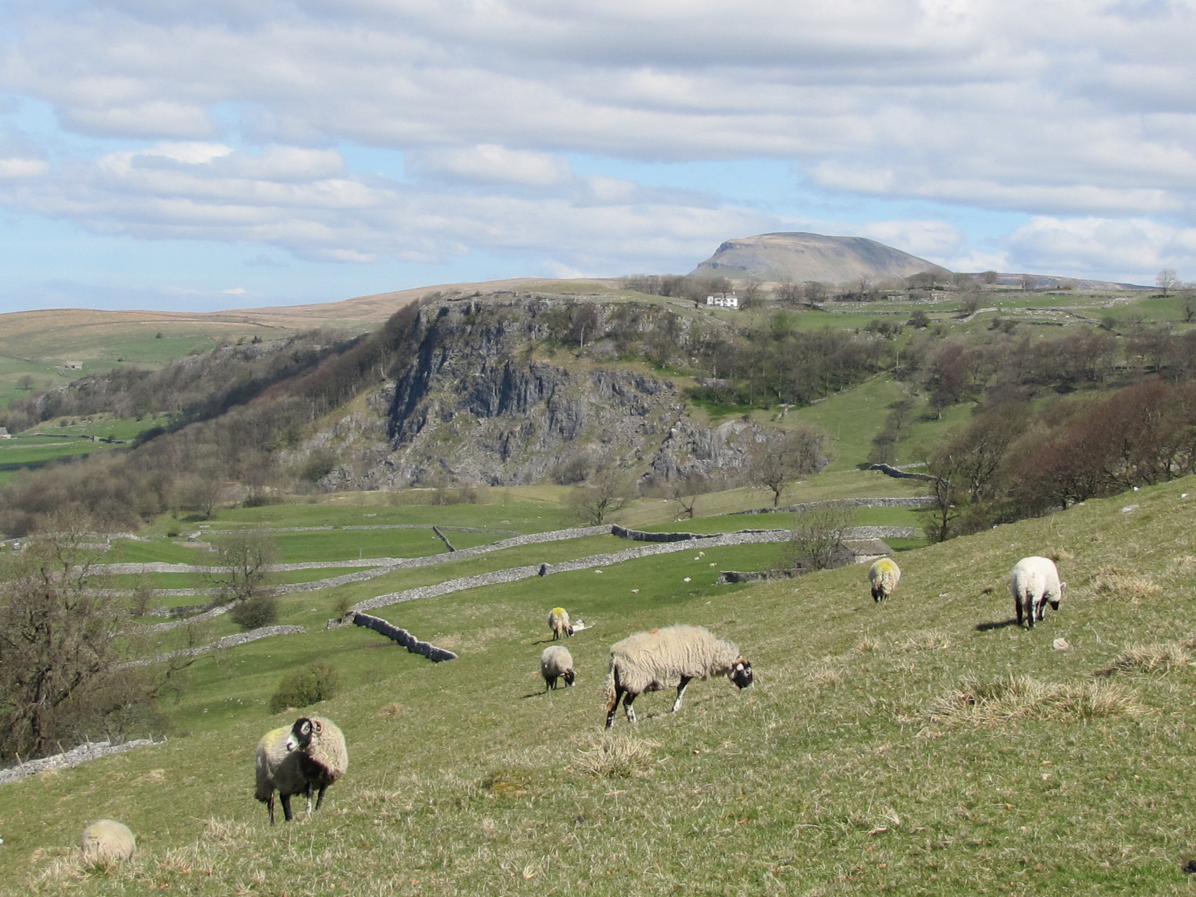 photo of green hills and sheep